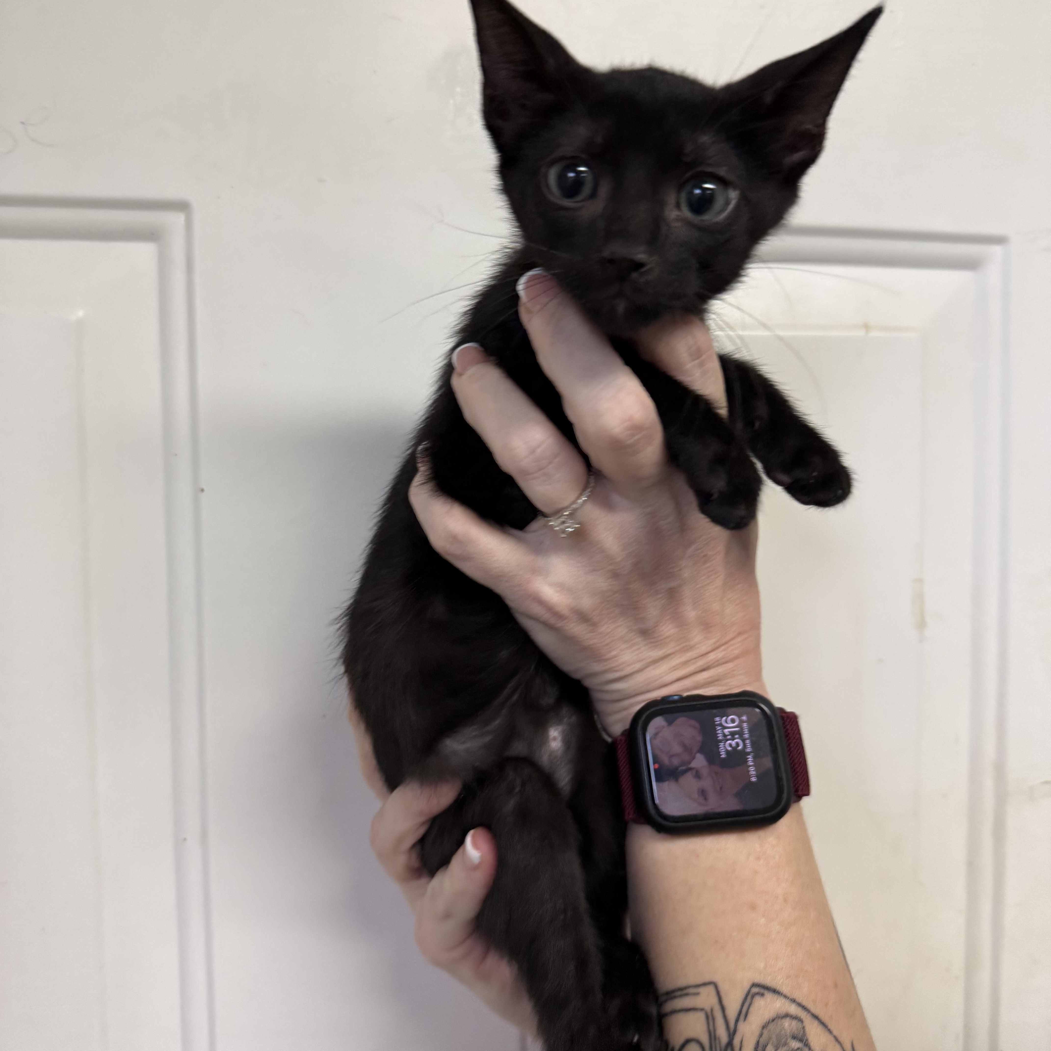 A baby medium-sized male Black Domestic Short Hair cat named Nyx for adoption in Columbia, SC