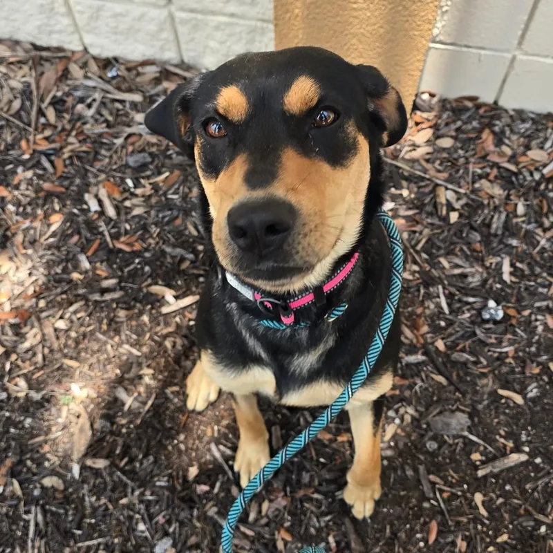 An adult medium-sized female Black Mixed Breed dog named Ruth for adoption in Williston, FL