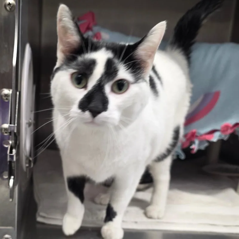An adult large-sized male White Domestic Short Hair cat named Toby for adoption in Fort Wayne, IN