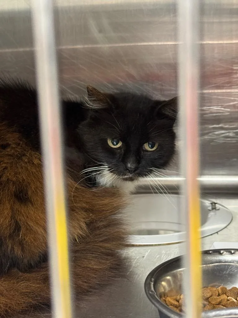 An adult small-sized female Domestic Long Hair cat named Amber for adoption in Columbia, TN