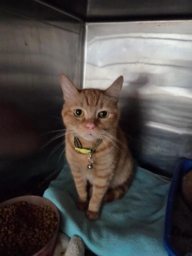 A young medium-sized female Domestic Short Hair cat named Tammy for adoption in Pahrump, NV