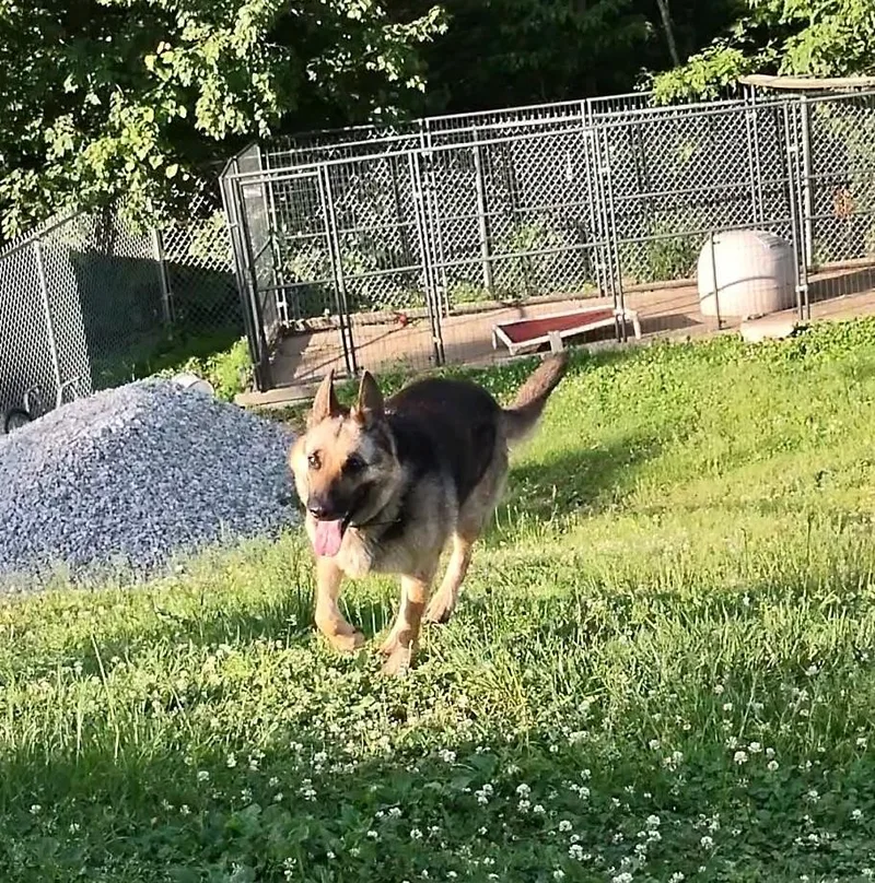 An adult large-sized female Bicolor German Shepherd Dog dog named Estelle for adoption in Clay City, KY