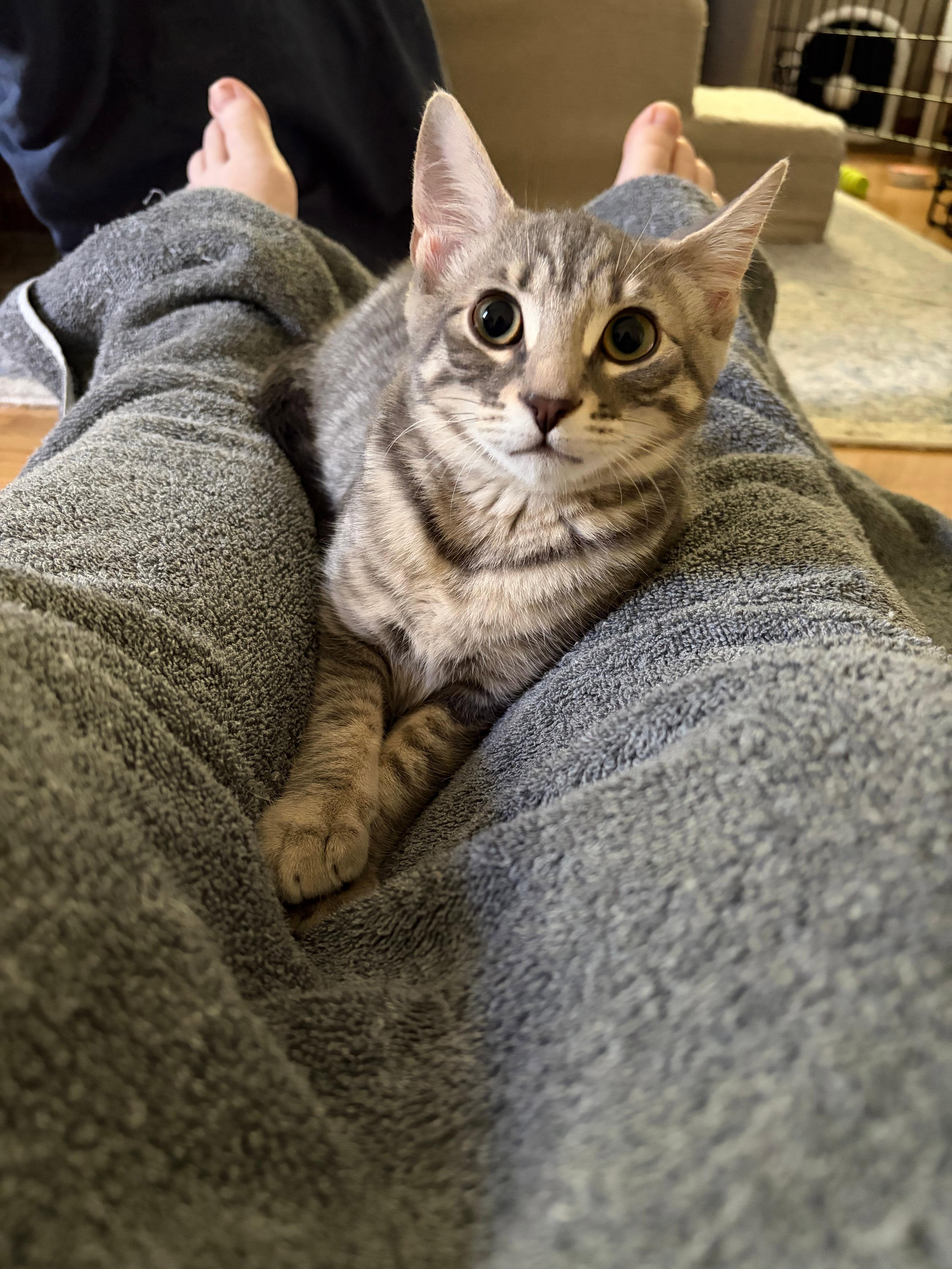 A baby medium-sized female Tabby (Tiger Striped) Domestic Short Hair cat named Ivy for adoption in Roslindale, MA
