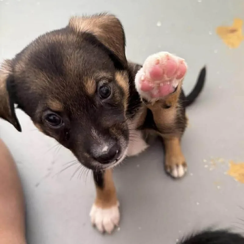 A baby small-sized male Chihuahua dog named Cash for adoption in Carmel, NY
