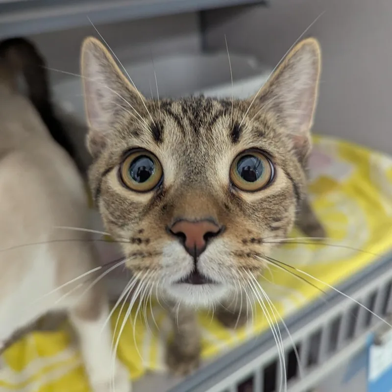 A baby medium-sized male Brown / Chocolate Domestic Short Hair cat named Tora for adoption in Evansville, IN