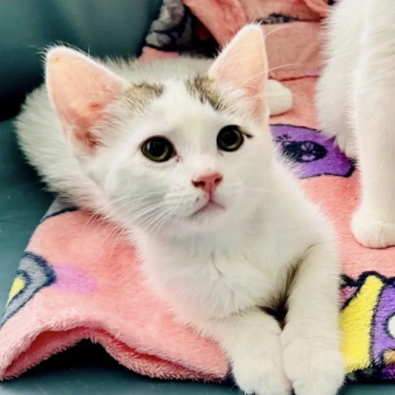 A baby small-sized female White Domestic Short Hair cat named Matcha for adoption in New York, NY