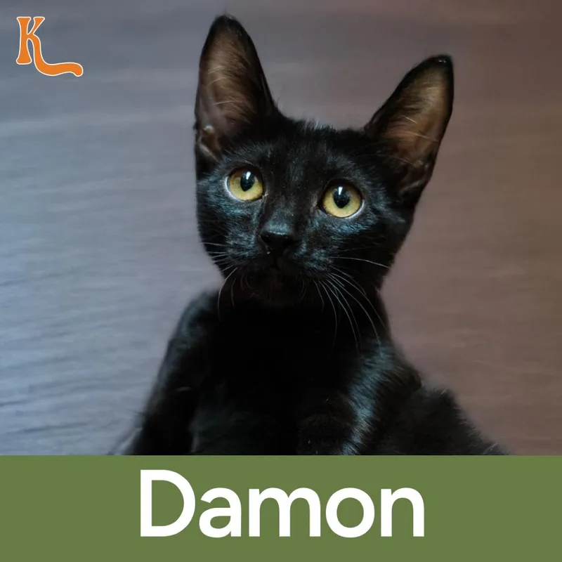 A young large-sized male Black Domestic Short Hair cat named Damon for adoption in Desert Hot Springs, CA
