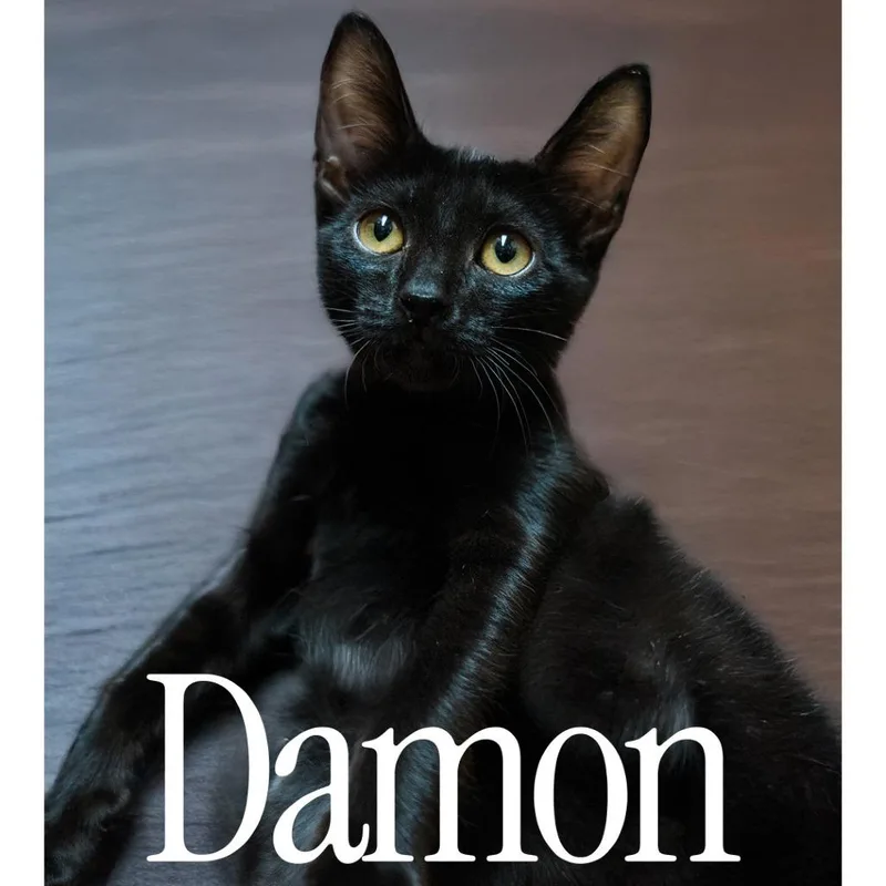 Damon thumbnail 2