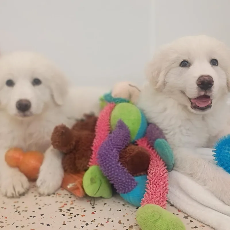A baby large-sized female White / Cream Great Pyrenees dog named Puppy Alertsoleil  Shellie for adoption in Houston, TX