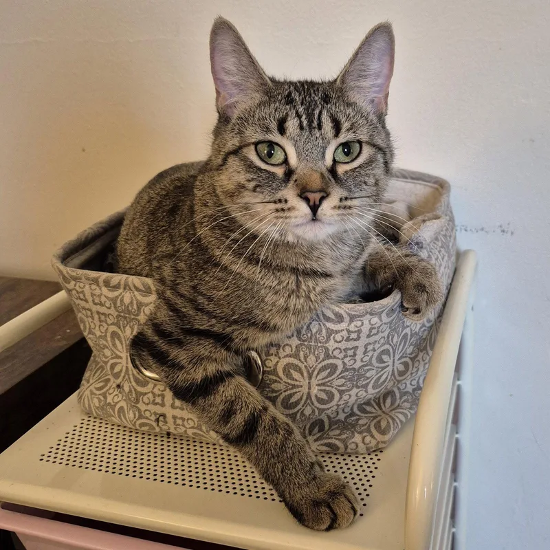 A young medium-sized female Domestic Short Hair cat named Maple Brownie for adoption in Rochester, NY