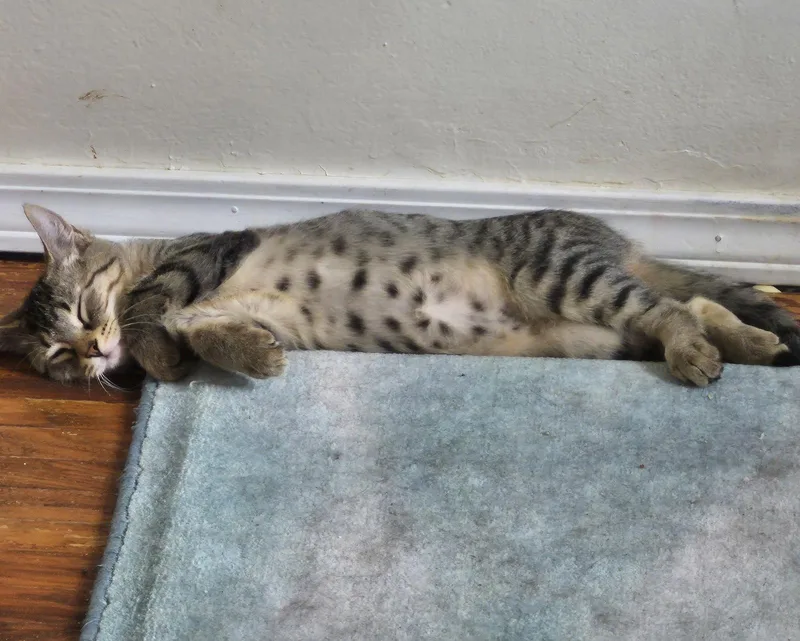 Maple Brownie thumbnail 2