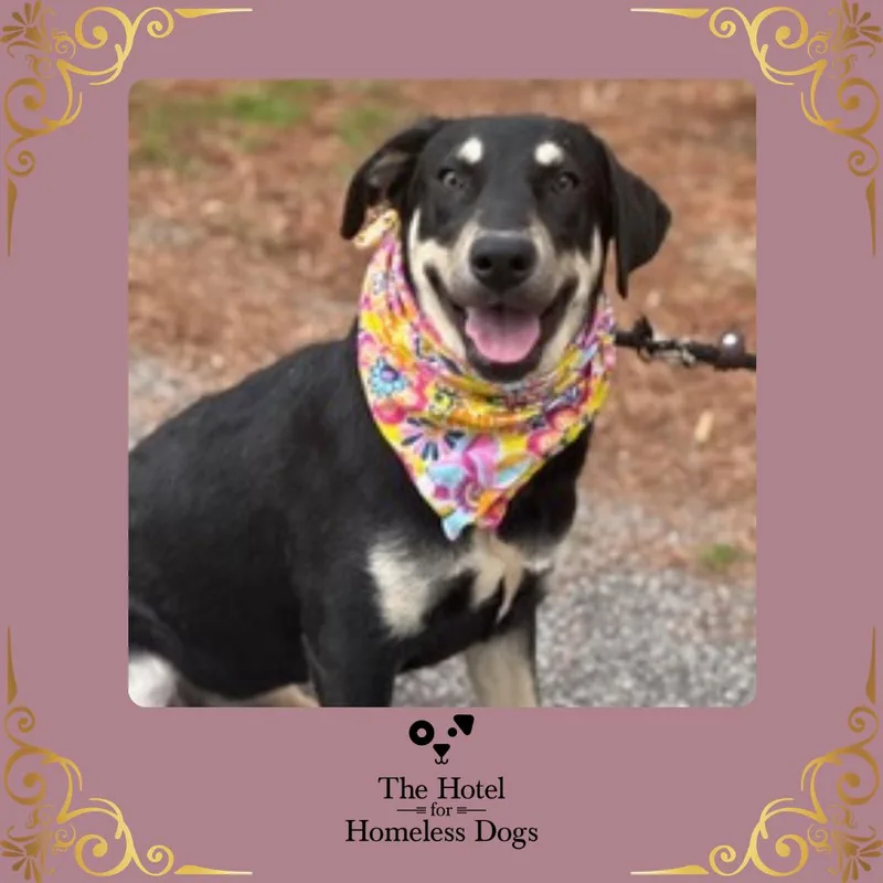 A baby medium-sized female Tricolor (Brown, Black, & White) Shepherd dog named Princess for adoption in Cumberland, RI
