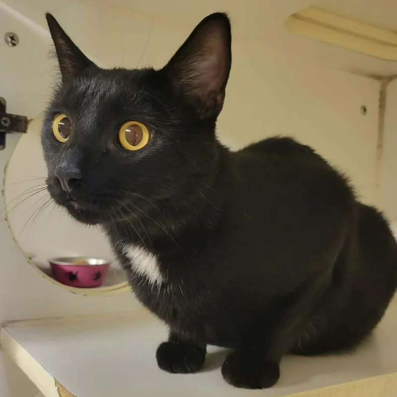 An adult large-sized male Black Domestic Short Hair cat named Deej for adoption in Columbia, MO