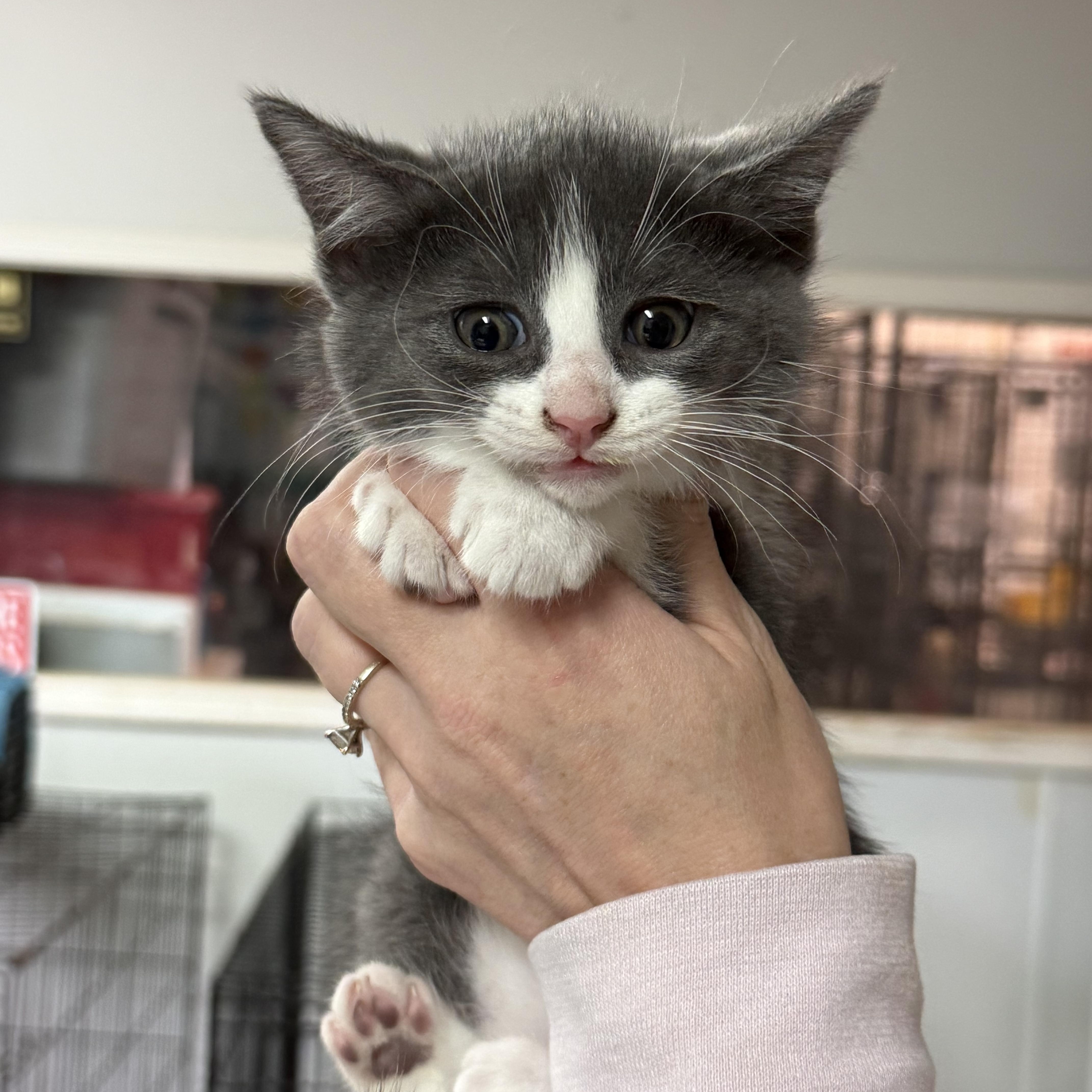 A baby medium-sized male Gray & White Domestic Short Hair cat named Rubber Band for adoption in Columbia, SC