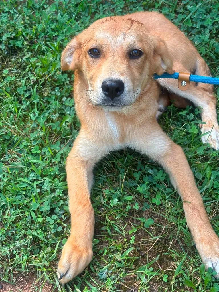 Eli