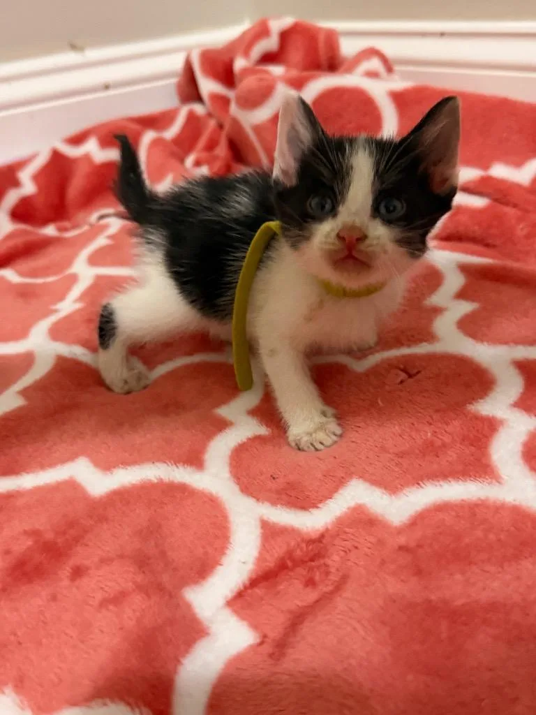 A baby small-sized male Domestic Short Hair cat named Mykonos for adoption in Newnan, GA