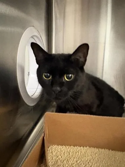 An adult small-sized female Domestic Short Hair cat named Stormi for adoption in West Chester, PA