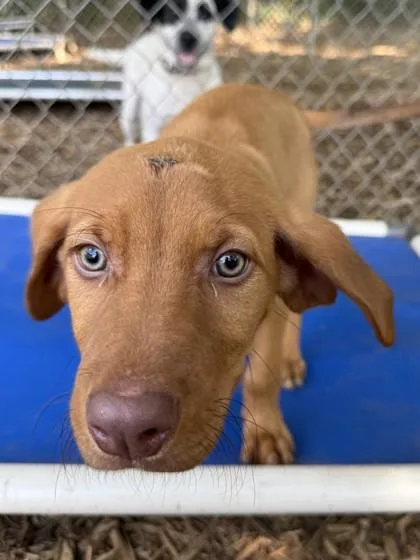 A baby medium-sized male Hound dog named Hunter for adoption in Cumming, GA