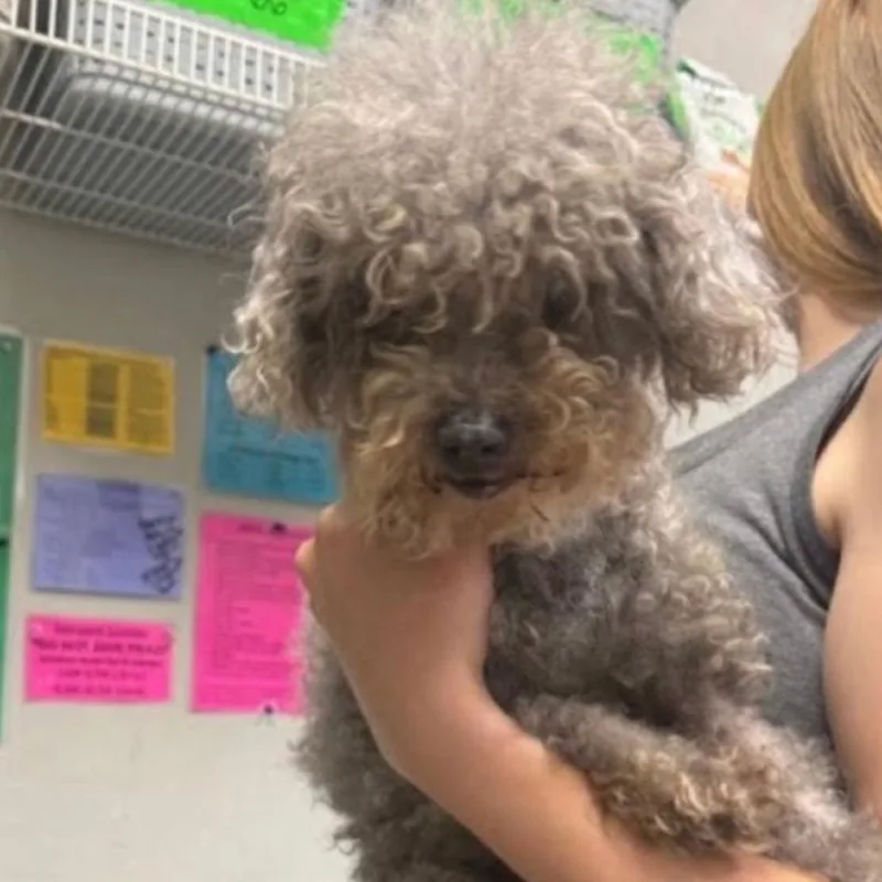 A senior small-sized female Gray / Blue / Silver Miniature Poodle dog named Brandy for adoption in Baton Rouge, LA