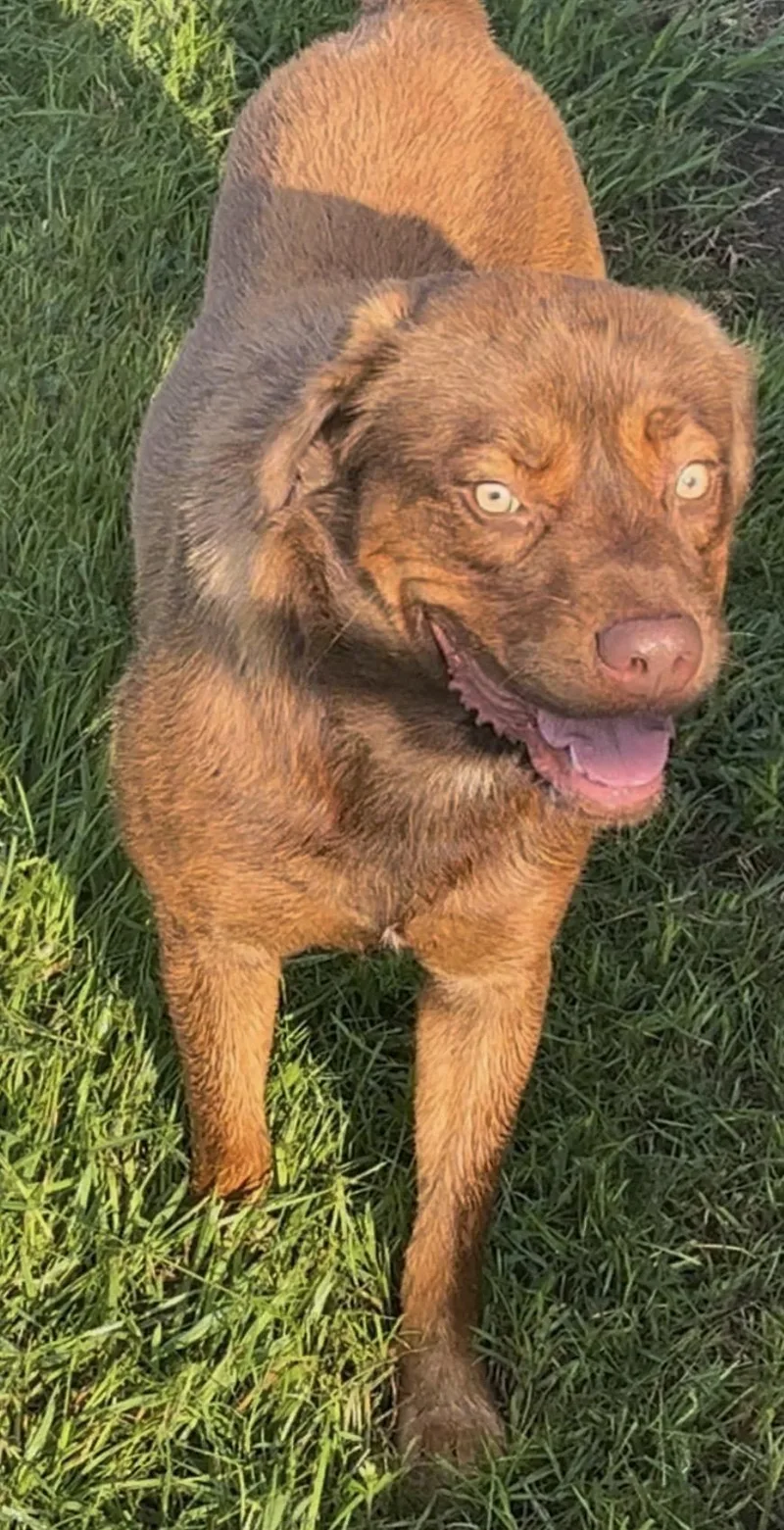 An adult medium-sized male Brown / Chocolate Mixed Breed dog named Charlie Brown for adoption in Crockett , TX