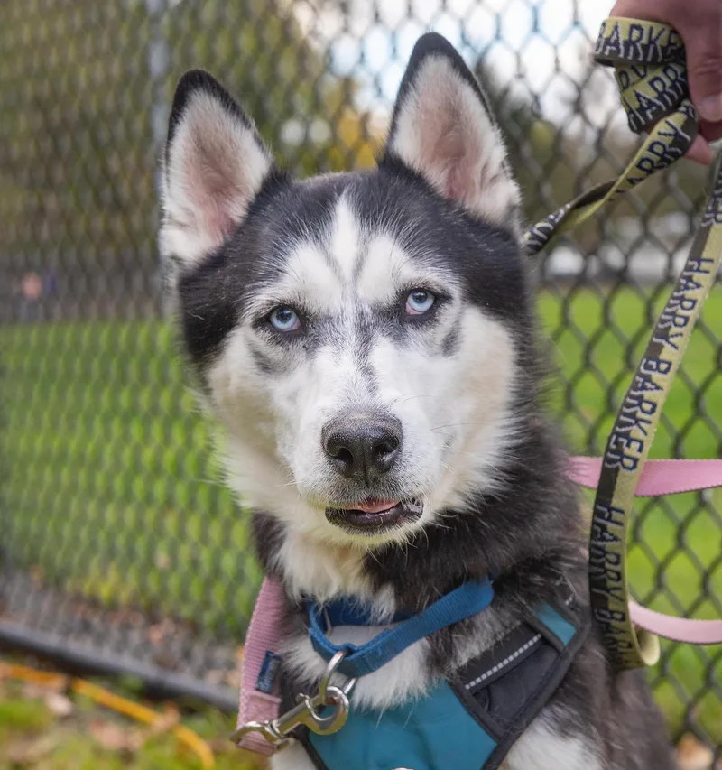 Maverick thumbnail 4