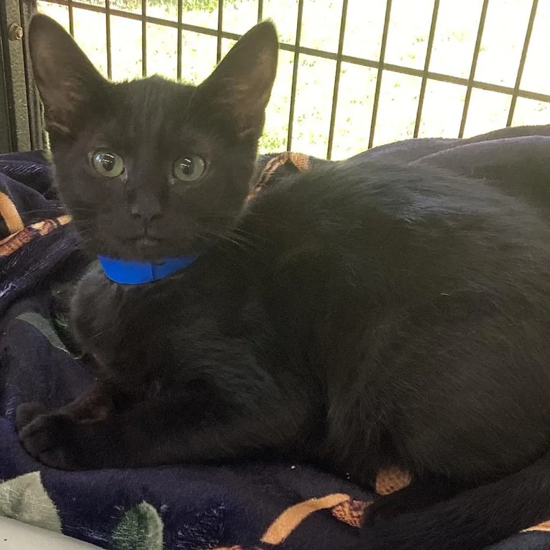 A baby small-sized female Domestic Medium Hair cat named Luna for adoption in Montgomery, AL
