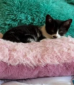 A baby medium-sized female Black & White / Tuxedo Tuxedo cat named Painter for adoption in Midland, MI