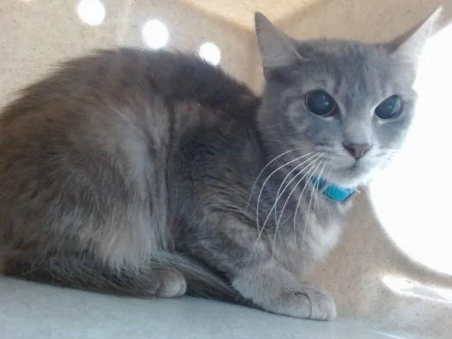 An adult large-sized female Domestic Short Hair cat named Moonstone for adoption in Salinas, CA