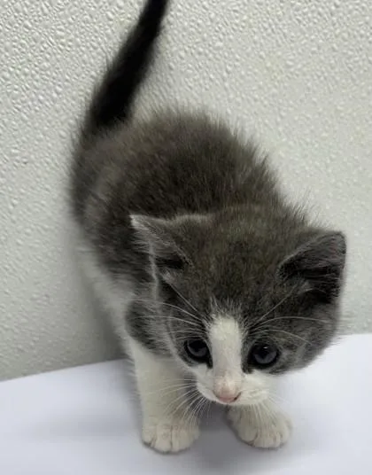 A baby small-sized male Domestic Short Hair cat named Sicily for adoption in West Chester, PA