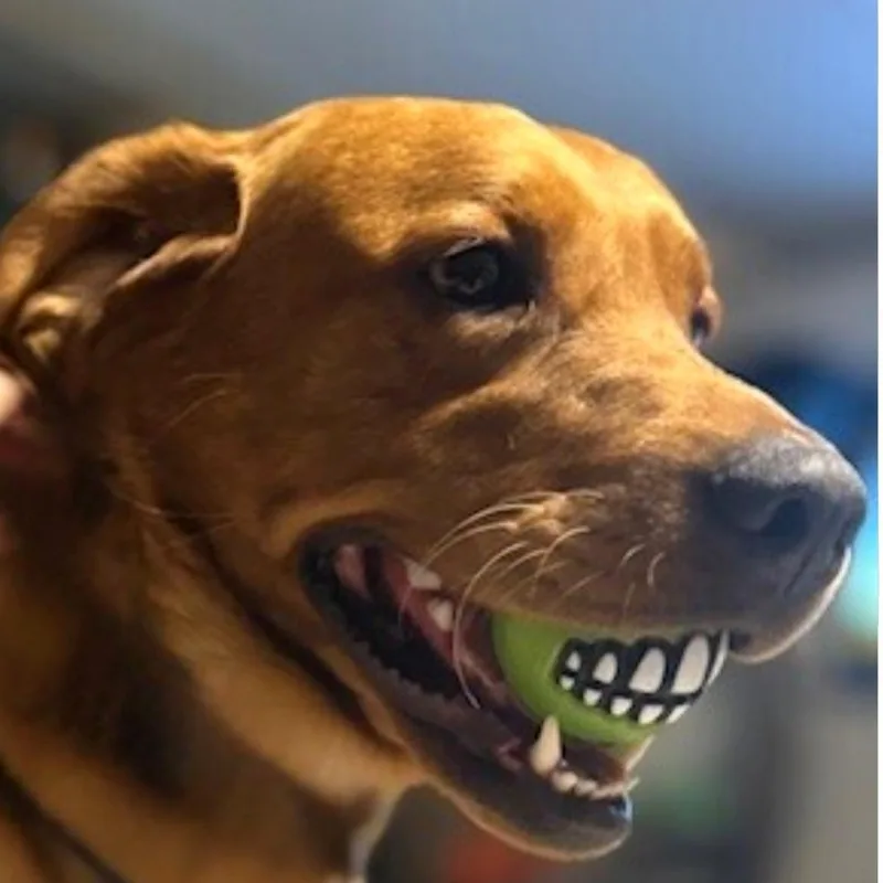 An adult large-sized male Red / Chestnut / Orange Labrador Retriever dog named Wrangler for adoption in University Place, WA