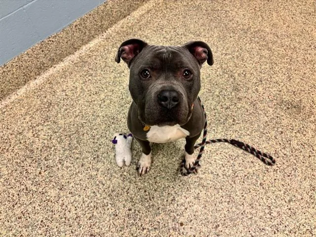 An adult large-sized male Pit Bull Terrier dog named Apollo for adoption in Colorado Springs, CO