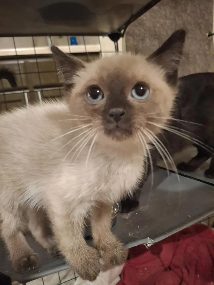 A baby small-sized male Domestic Short Hair cat named Hazzard aka Schmeezy G. for adoption in Peoria, IL