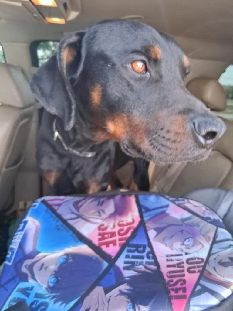 A young large-sized male Rottweiler dog named Elroy for adoption in Brownwood, TX