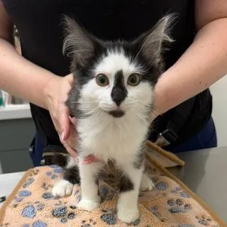 A baby small-sized female Black Domestic Long Hair cat named Sophia for adoption in Chaska, MN