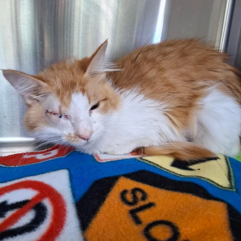 A young medium-sized female Orange / Red Domestic Medium Hair cat named Emma for adoption in Lakeland, FL