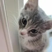 A baby medium-sized male Tabby (Gray / Blue / Silver) Domestic Short Hair cat named Fiction for adoption in Richmond, VA
