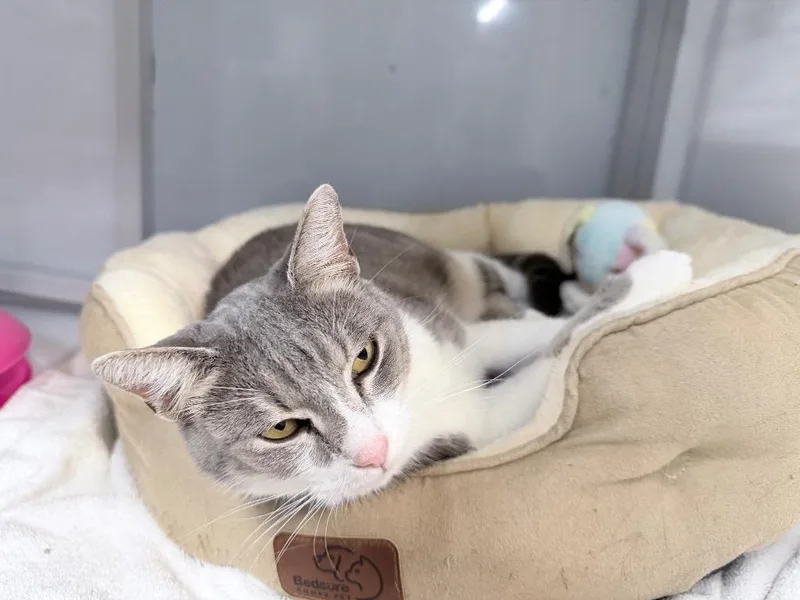 An adult medium-sized female Domestic Short Hair cat named Aurorus for adoption in Raleigh, NC