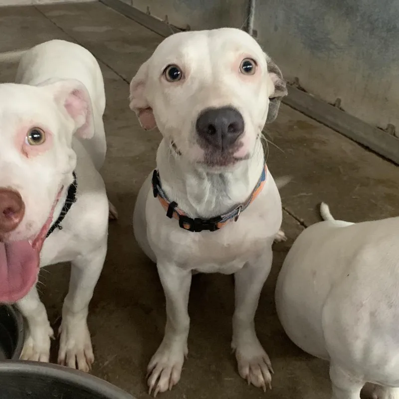 A young small-sized female Pit Bull Terrier dog named Whale Shark for adoption in Edinburg, TX