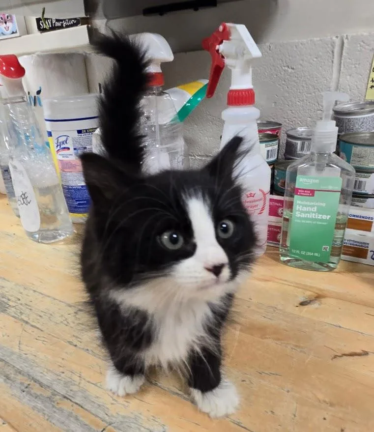 A baby medium-sized female Black & White / Tuxedo Tuxedo cat named Honeydew for adoption in New Rochelle, NY