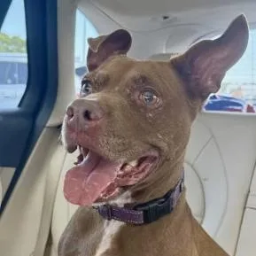 An adult medium-sized female Brown / Chocolate Pit Bull Terrier dog named Penny for adoption in Largo, FL
