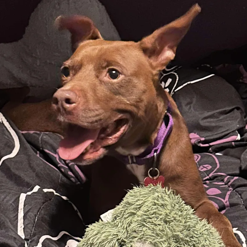 Penny thumbnail 5