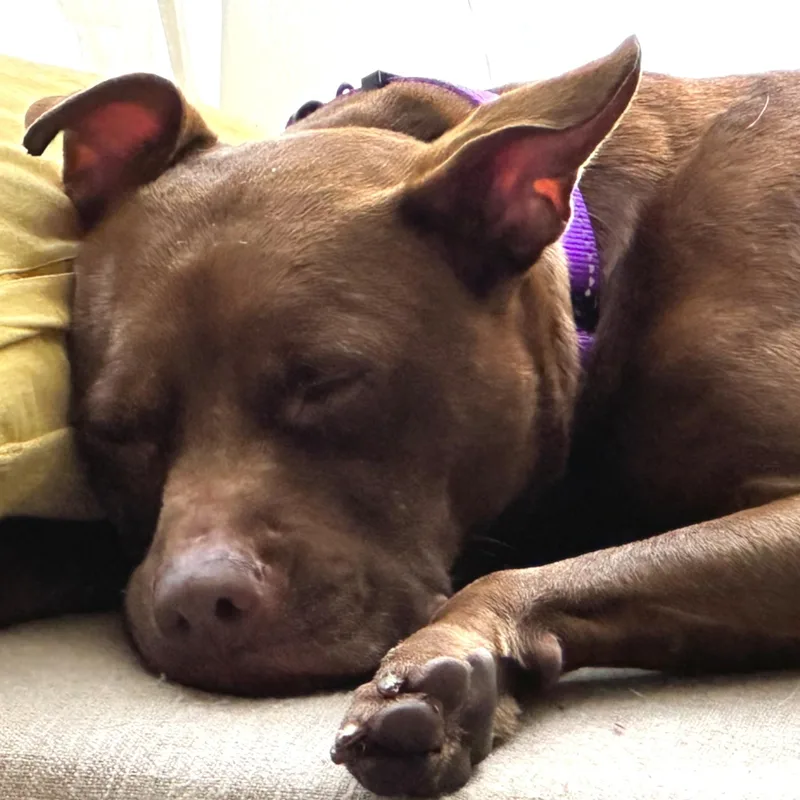 Penny thumbnail 6