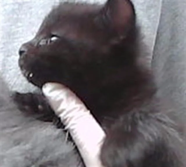 A baby small-sized female Domestic Short Hair cat named Sloth Bear for adoption in Omaha, NE
