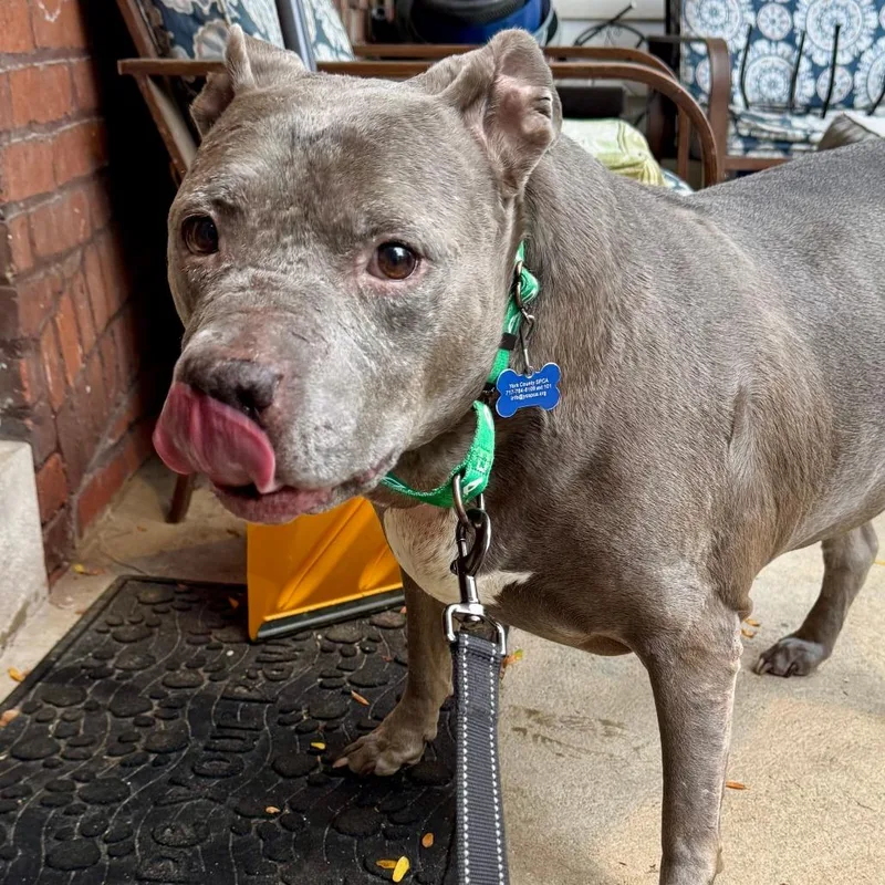 A senior large-sized female Gray / Blue / Silver Pit Bull Terrier dog named Momma for adoption in York, PA