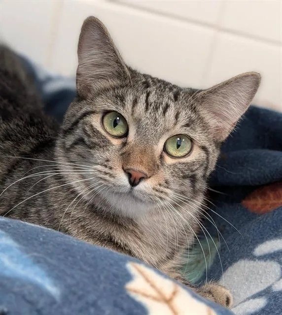 A young small-sized male Domestic Short Hair cat named Cooper for adoption in Canfield, OH