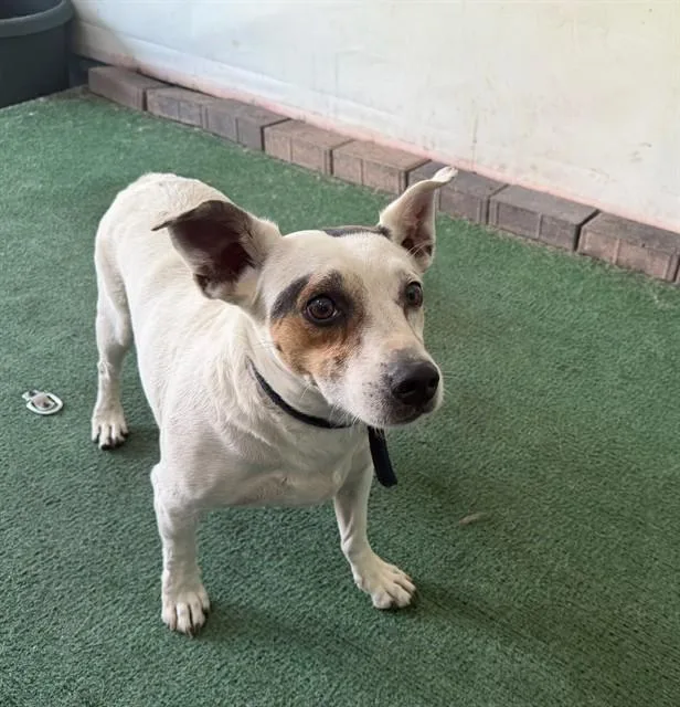 An adult medium-sized male Parson Russell Terrier dog named Ghost for adoption in Baldwin Park, CA