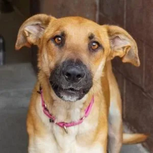 An adult large-sized female Rhodesian Ridgeback dog named Mama Tilly for adoption in Parker, CO
