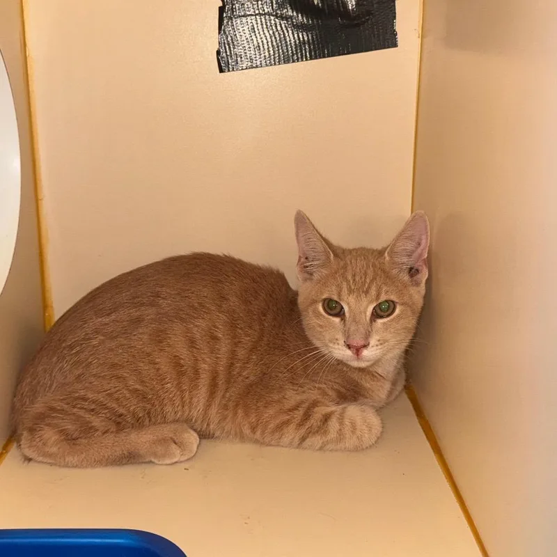 A baby small-sized male Orange / Red Domestic Short Hair cat named Webster for adoption in Lake Jackson, TX