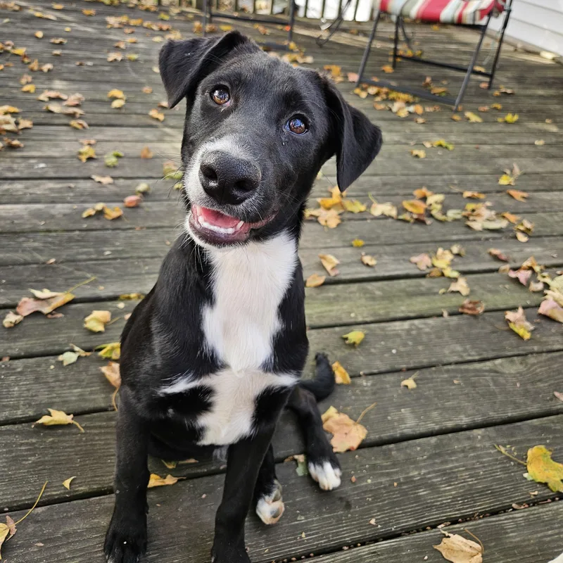 A young medium-sized male Mixed Breed dog named Bo for adoption in Delphi, IN