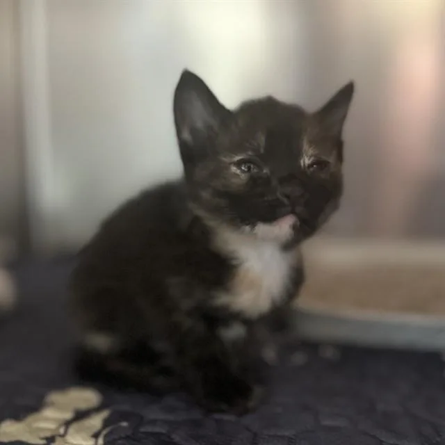 A baby small-sized female Domestic Short Hair cat named Toodles for adoption in Riverside, CA